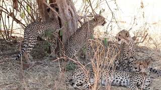 Cheetahs in Samburu [upl. by Enirehs]