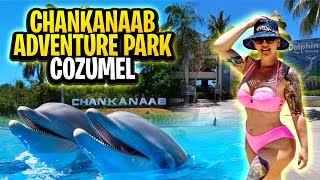 Chankanaab Adventure Park Dolphin Discovery Tour Cozumel Mexico [upl. by Ikuy]