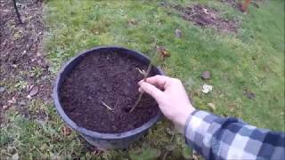 How to propagate thornless blackberries by hardwood cuttings [upl. by Merrily196]