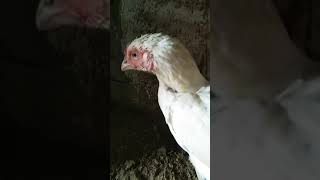 Birds Liver viralvideo trending shorts funnyvideo [upl. by Marlette826]