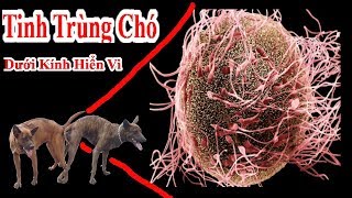 Gớm Quá  Hơn 1 Tỷ Con Tinh Trùng Chó Dưới Kính Hiển Vi  Spermatozoon Dog VS microscope 640x [upl. by Epilihp]