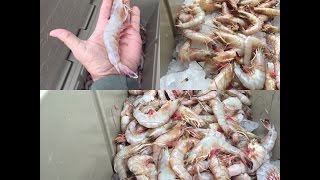 How to Boil Shrimp Louisiana Style [upl. by Brok]