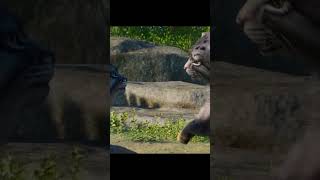 Planet Zoo Zookeepers Animal Pack  check out the creators [upl. by Gnidleif]