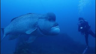 Facts The Asian Sheepshead Wrasse Kobudai [upl. by Haziza382]