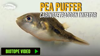 Chasing Dwarf Puffers  Pea Puffers  Carinotetraodon imitator [upl. by Alburga736]