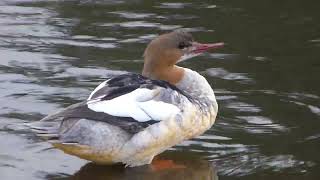 Preening goosander [upl. by Mahseh526]