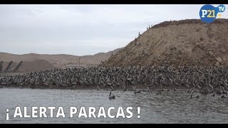 PARACAS EN ALERTA [upl. by Sankaran]