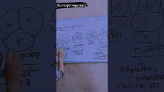 Microsporogenesis  angiosperms  class 12  biology [upl. by Matilda481]