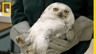 Injured DC Snowy Owl Gets quotNewquot Wing  National Geographic [upl. by Gabby629]