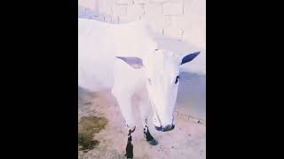 DAISI Cows  NUKKRA BREED  horse utubeshorts cowshed cow villageslife duet animals forest [upl. by Nickolaus]