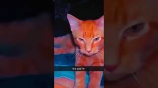 cat funny foryou [upl. by Rosie164]