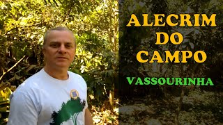 COMO é o ALECRIM do CAMPO Como identificar essa PLANTA [upl. by Eerised90]