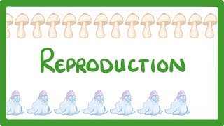 GCSE Biology  Sexual vs Asexual Reproduction  What is Asexual Reproduction 71 [upl. by Groot370]