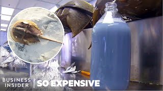 Why Horseshoe Crab Blood Is So Expensive  So Expensive [upl. by Uoliram]