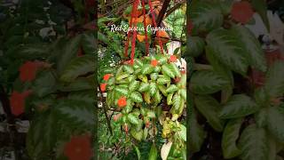 Red episcia cupreata floweringplants hangingplants garden homegarden nature myhome gardentour [upl. by Levesque416]