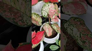 Chinese Evergreen plants 🤗trending viralvideo shorts youtubeshorts [upl. by Aralomo]