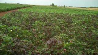 TAMU Plant Breeding  Mass Selecting Cotton [upl. by Theodore]