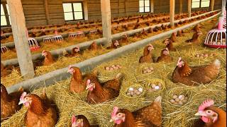 How to Start a Poultry Egg Business  Collecting Chicken Eggs amp Raising Chicks [upl. by Lemyt280]