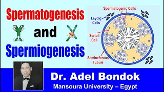 Spermatogenesis and Spermiogenesis Dr Adel Bondok [upl. by Piefer]