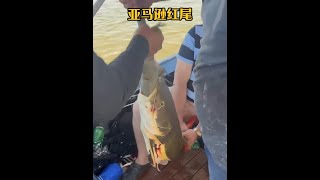 戶外捕魚：漁民在亞馬遜河釣魚時發現了一條翻著白肚皮的紅尾鯰 釣魚 亞馬遜 戶外 [upl. by Merfe683]