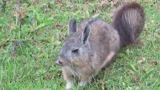 Adorable Northern Viscacha in Machupicchu Lagidium peruanum [upl. by Onyx]