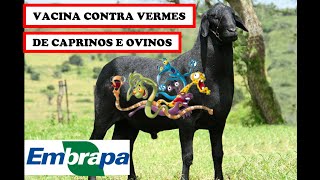 Embrapa valida vacina contra vermes de ovinos e caprinos [upl. by Ennovihc611]