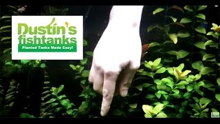 How to trim Aquarium Plants Trimming Ludwigia [upl. by Donetta554]