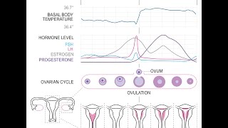 CALCUL OVULATION GROSSESSE [upl. by Ailliw]