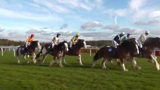 Clydesdale Horse Race Exeter Racecourse November 2016 [upl. by Florencia]