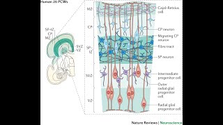 Layers of neurons of the Cerebral cortex Molecular pyramidal and Granular layers [upl. by Martica]