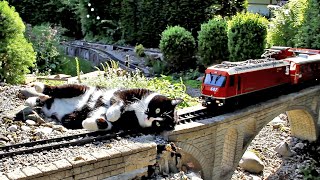 Katze vs Gartenbahn VII [upl. by Lampert]