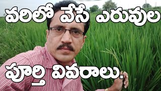 Full Details of Fertilizer in PaddyPaddy Crop FertilizersPaddy TeluguPaddy Cultivationవరి సాగు [upl. by Just]