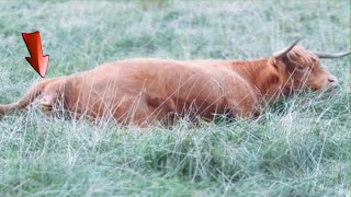 Things we rarely see when a cow gives birth 🐂 calf [upl. by Atelra]