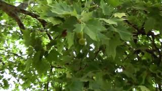 Platano Oriental Platanus orientalis [upl. by Hcab]