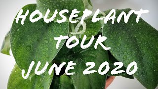 Houseplant Tour  June 2020 [upl. by Berck]