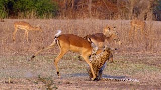 Impala Miraculously Escapes Jaws Of Leopard  The Hunt  BBC Earth [upl. by Rosana]