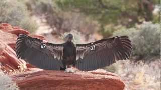 Wild California Condors Made Here [upl. by Dev]