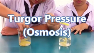 Turgor Pressure I Lab Experiment I Flip Learning I Science Alon [upl. by Michaela148]