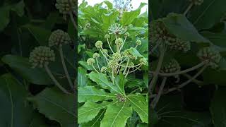 My fatsia japonica is in flower [upl. by Kristal]