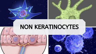 NON KERATINOCYTES [upl. by Edaw762]