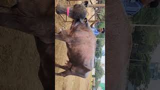 Murra Pregnant Buffallos and Murra burri calf for sale Ravikumar 9502432896 [upl. by Notsla]