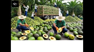 Mega Avocado Factory Processing millions of avocados with modern technology [upl. by Etteneg399]