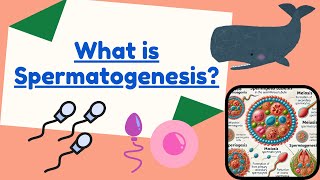 What is spermatogenesis Formation of Sperms in Males Explained  Male Reproduction [upl. by Joung]