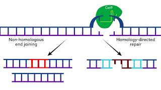 Making CRISPRCas9 work in the brain [upl. by Atinrahc]