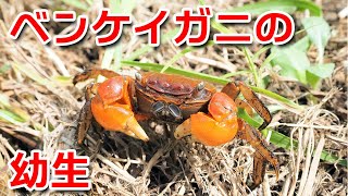 ＜プチ動画＞ベンケイガニの幼生 [upl. by Wauters]