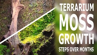 Terrarium moss growth steps over time [upl. by Tamaru394]