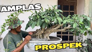 Review Harga Bonsai Prospek Di Meghan Bonsai [upl. by Spark]