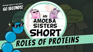 Roles of Proteins  Amoeba Sisters Shorts [upl. by Knuth962]