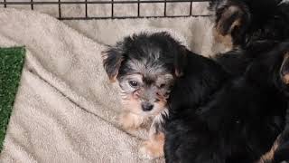 Morkie Puppies Exploring SD 480p [upl. by Harriman]