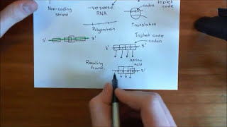 The HIV Life Cycle and Antiretroviral Drugs Part 2 [upl. by Ermey4]